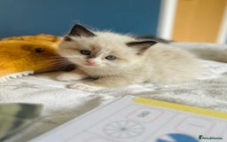 Ragdoll cats for sale: Stunning Rainbow of Ragdoll Kittens - Image 9