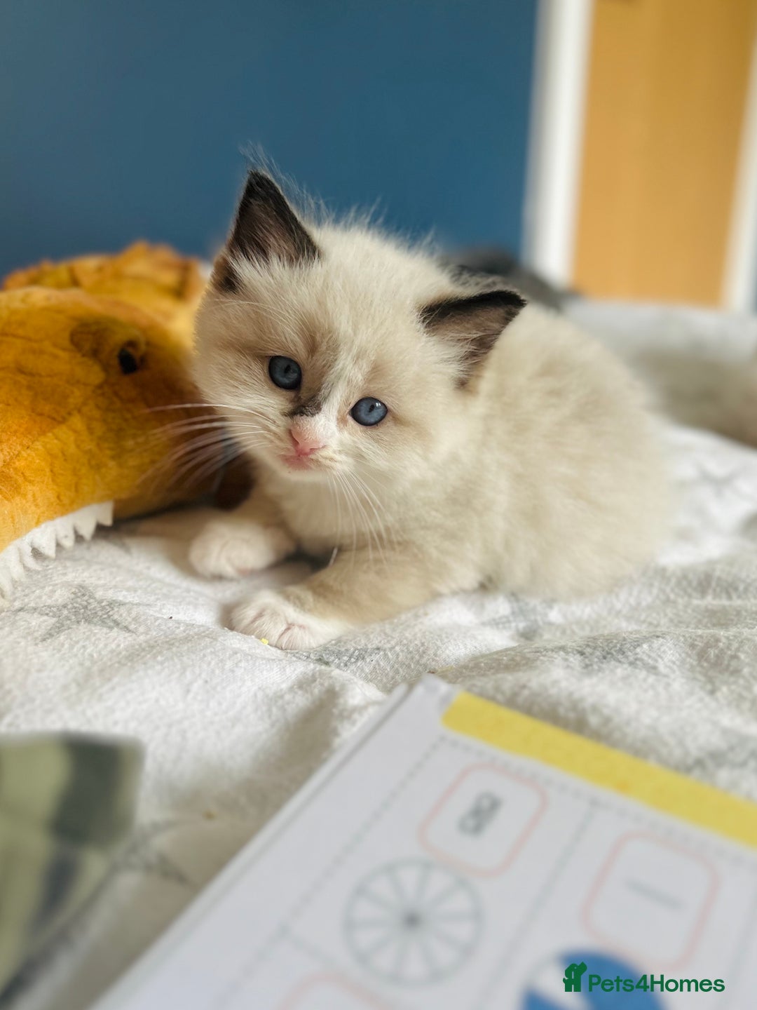 Ragdoll cats for sale: Stunning Rainbow of Ragdoll Kittens - Image 9