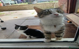 European cats for sale: Female kittens  - Image 8