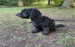 Cockapoo dogs for sale: Male Cockapoo - Image 2