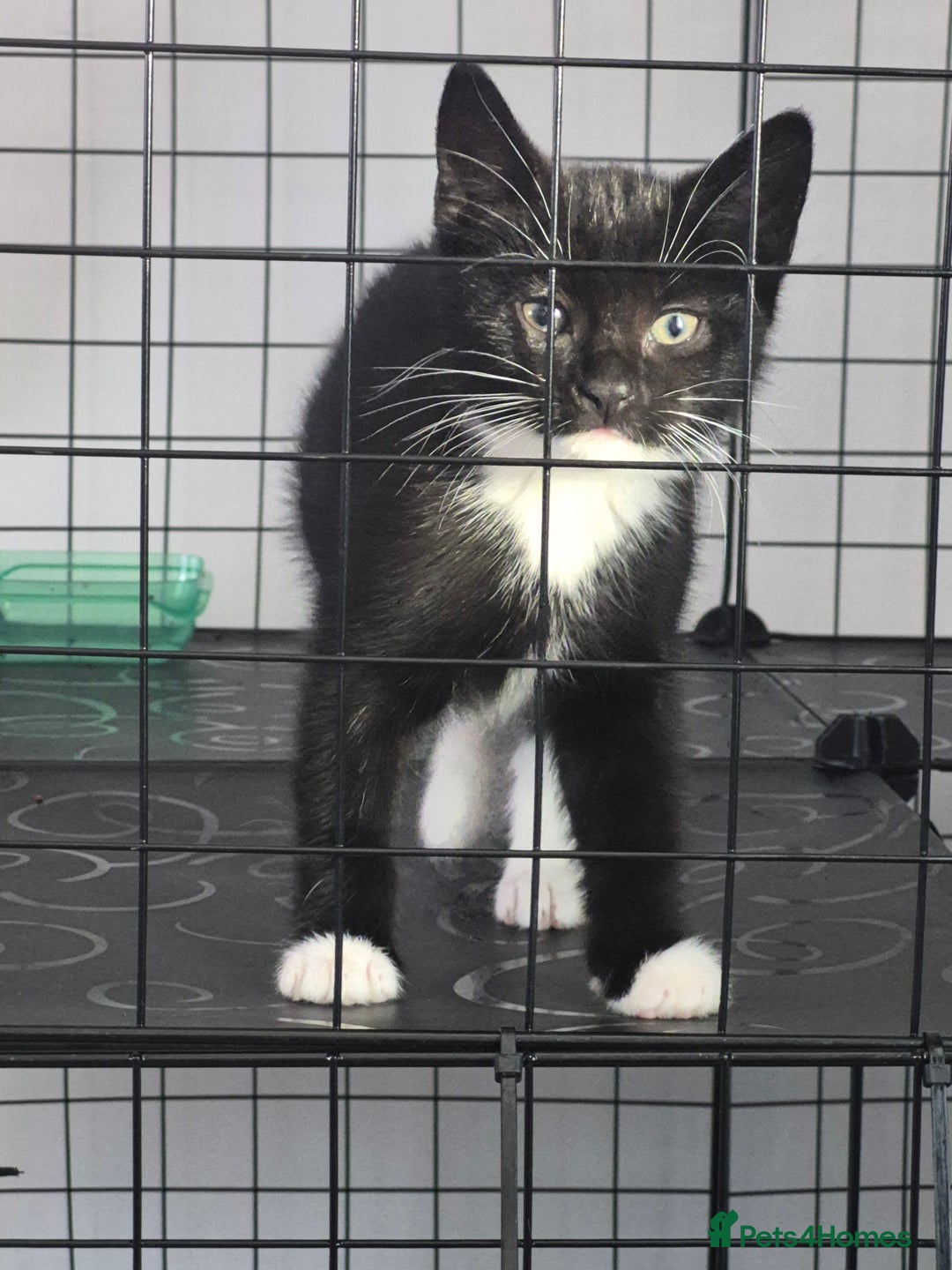 Mixed Breed cats for sale: 3 beautiful kitten very dark brown/black - Advert 4