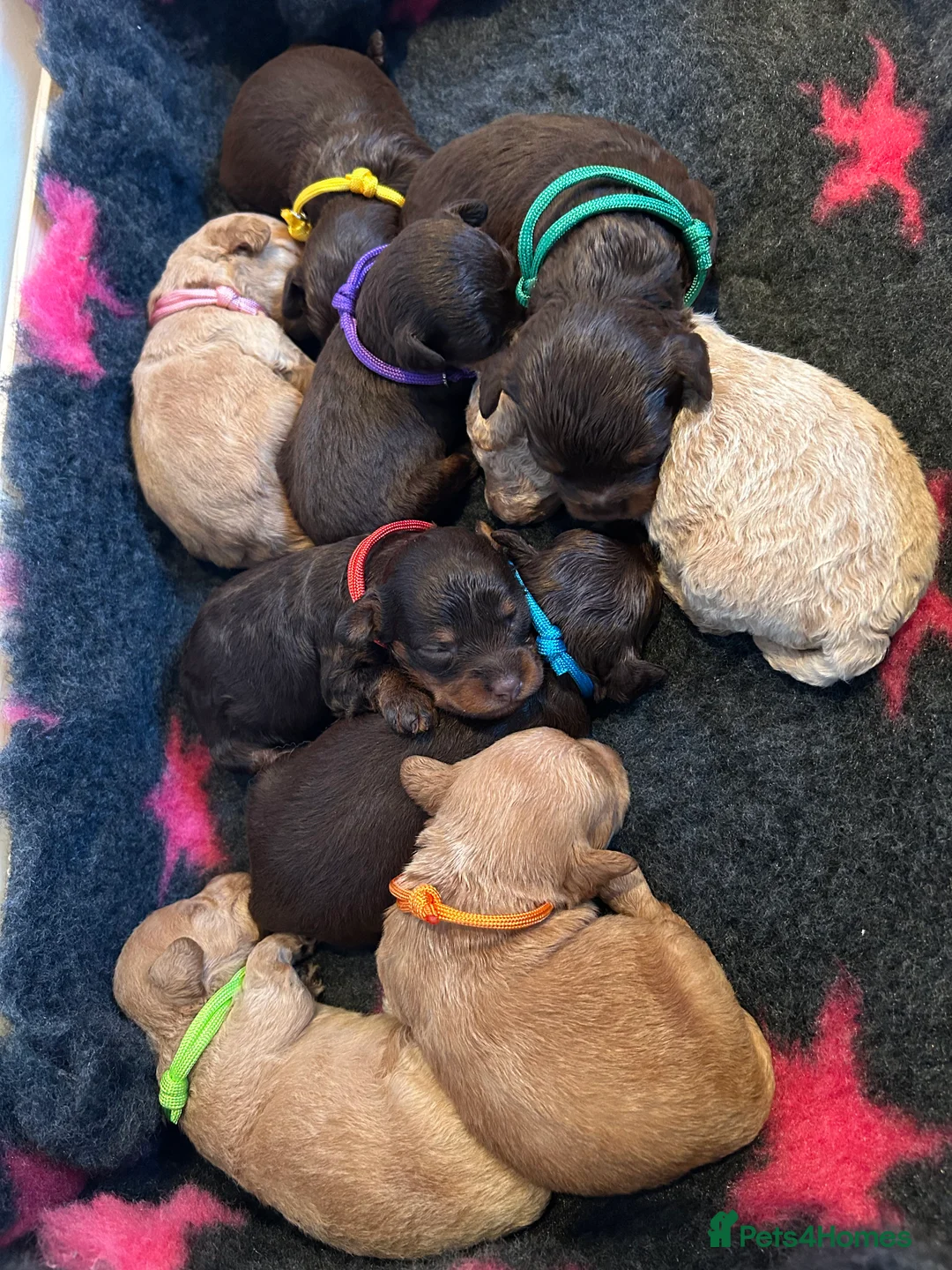 Maltipoo dogs for sale: Chocolate & tan Maltipoos (TOY!) - Advert 2