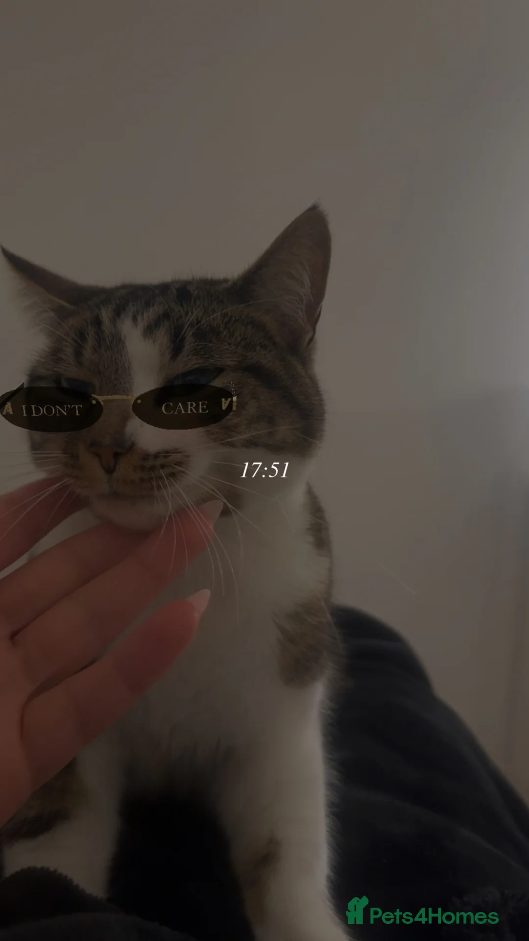 Domestic Shorthair cats for sale: Cute tabby cat in London - Advert 2