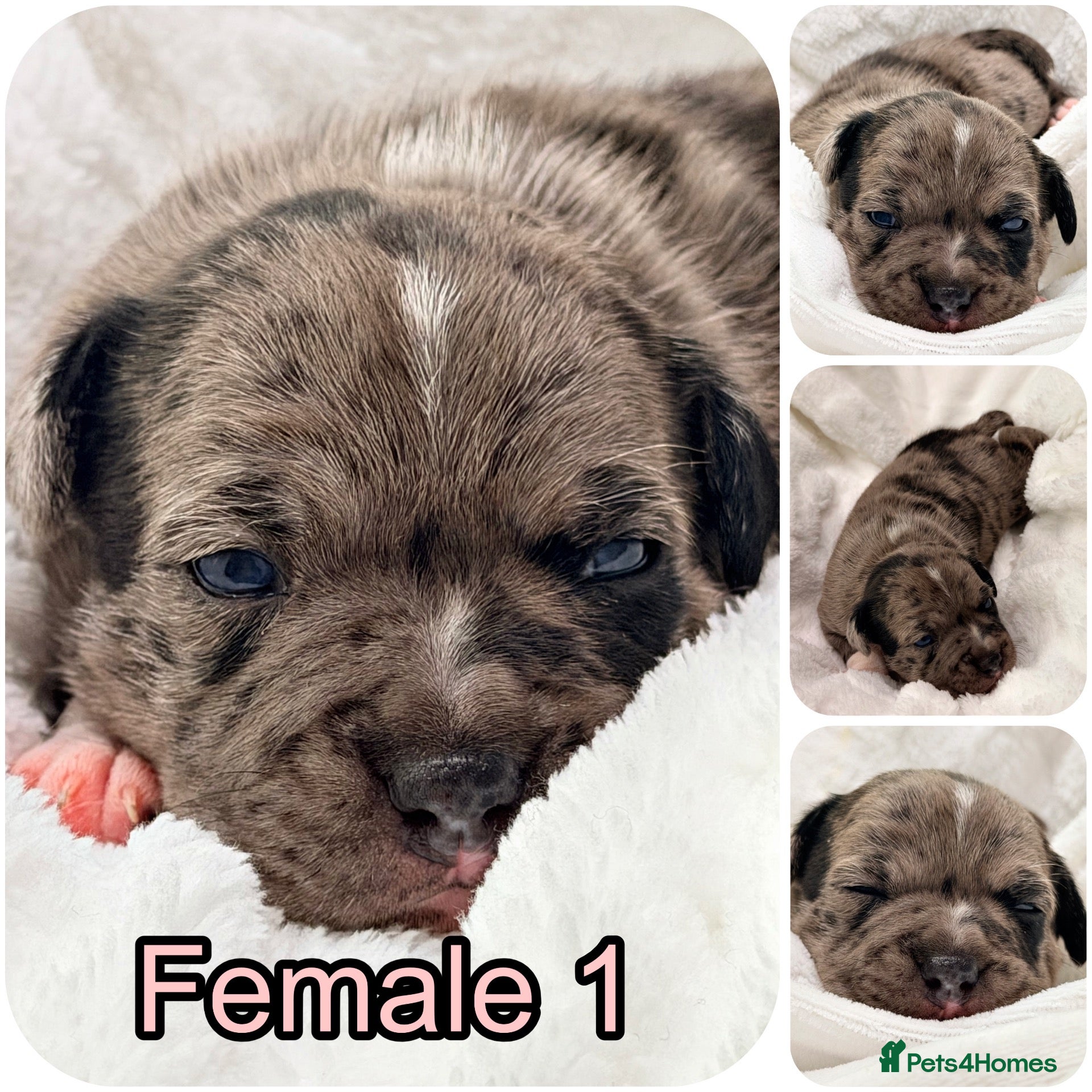 Staffordshire Bull Terrier dogs for sale: 🐾 STAFFORDSHIRE BULL TERRIER  🐾 - Advert 1