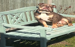 English Bulldog dogs for sale: Bulldog  - Image 1