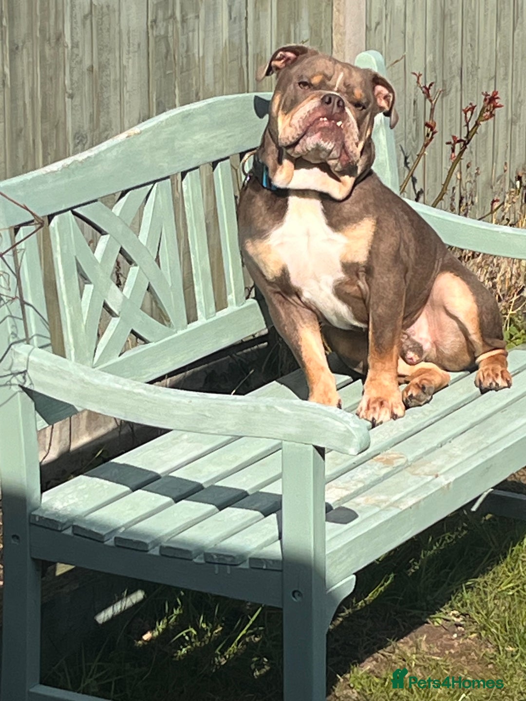 English Bulldog dogs for sale: Bulldog  - Image 1