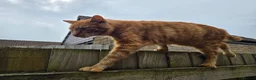 Mixed Breed cats for sale: 5 year old neutered ginger Tom  - Advert 2