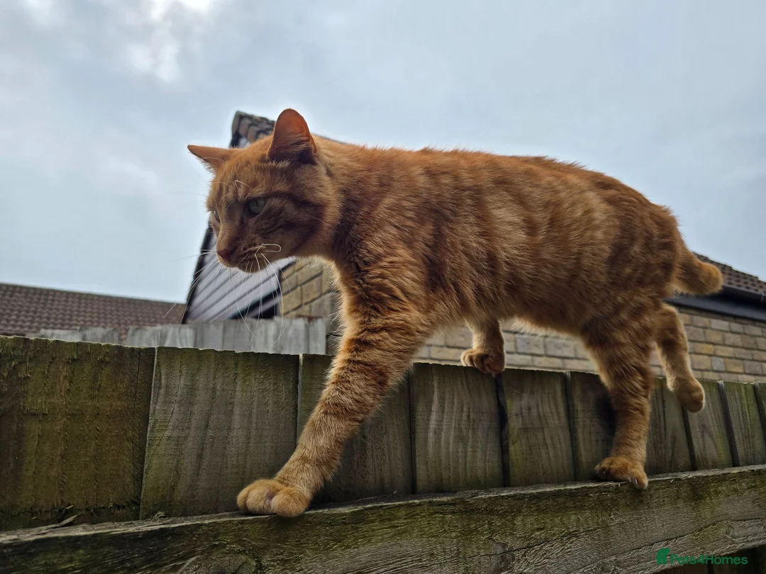 Mixed Breed cats for sale: 5 year old neutered ginger Tom  - Advert 2