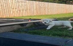 Golden Retriever dogs for sale: Teddy Bear Goldies - Image 4