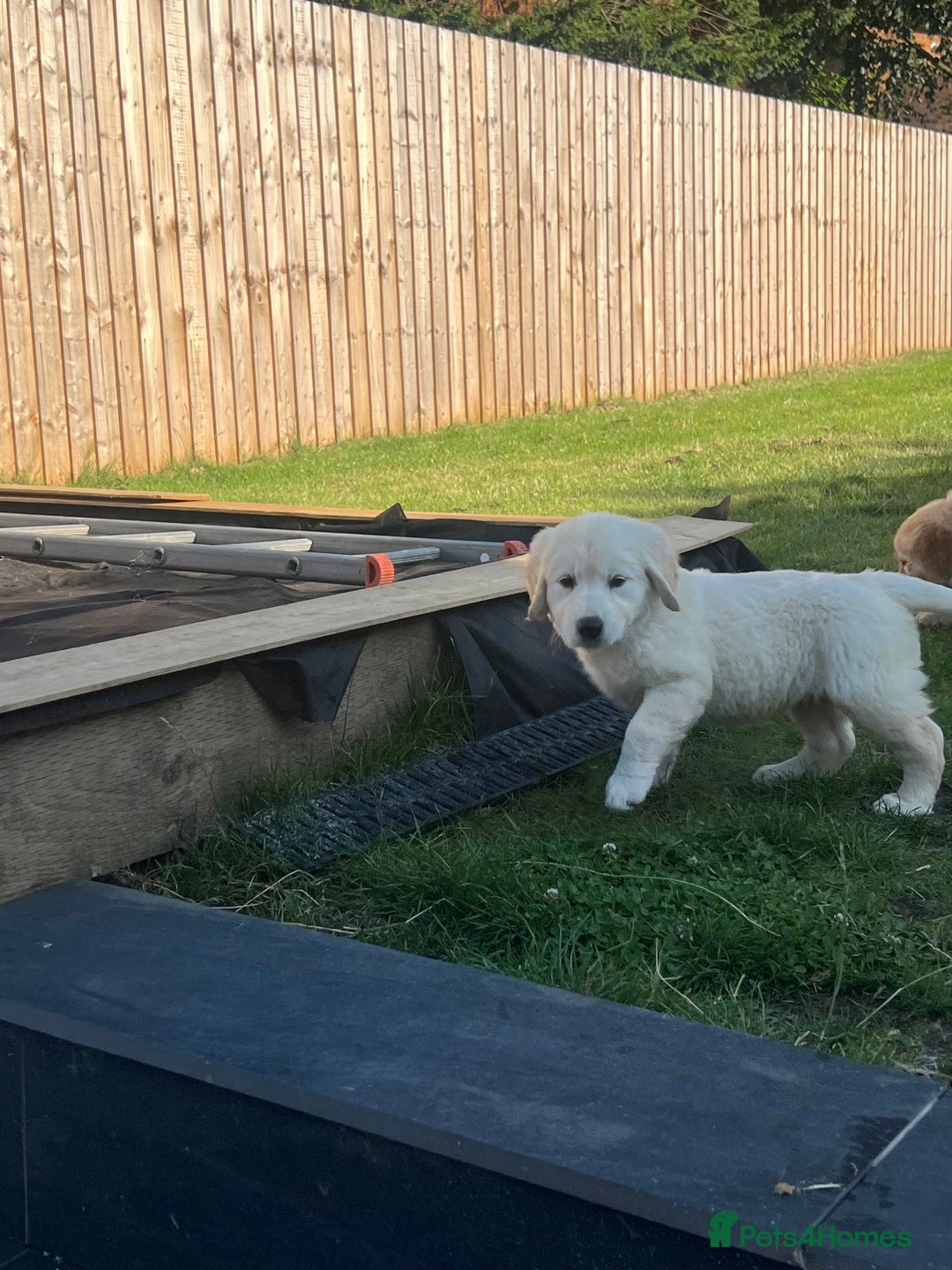 Golden Retriever dogs for sale: Teddy Bear Goldies - Image 4