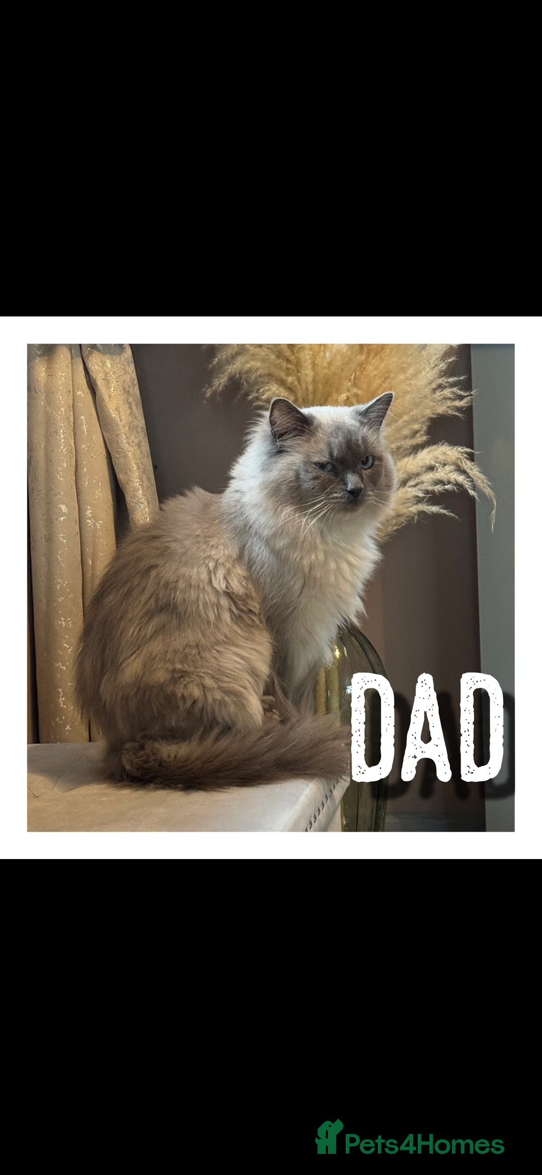 Ragdoll cats for sale: Three beautiful fluff balls!  - Image 7