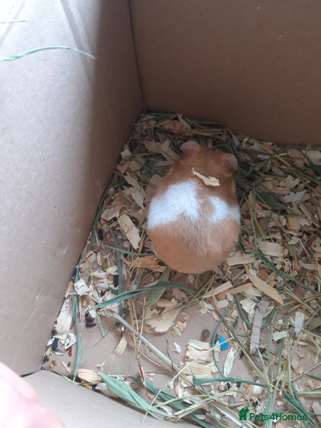Hamster rodents for sale: Baby syrian hamsters long and short hair £12 each in Manchester - Image 16
