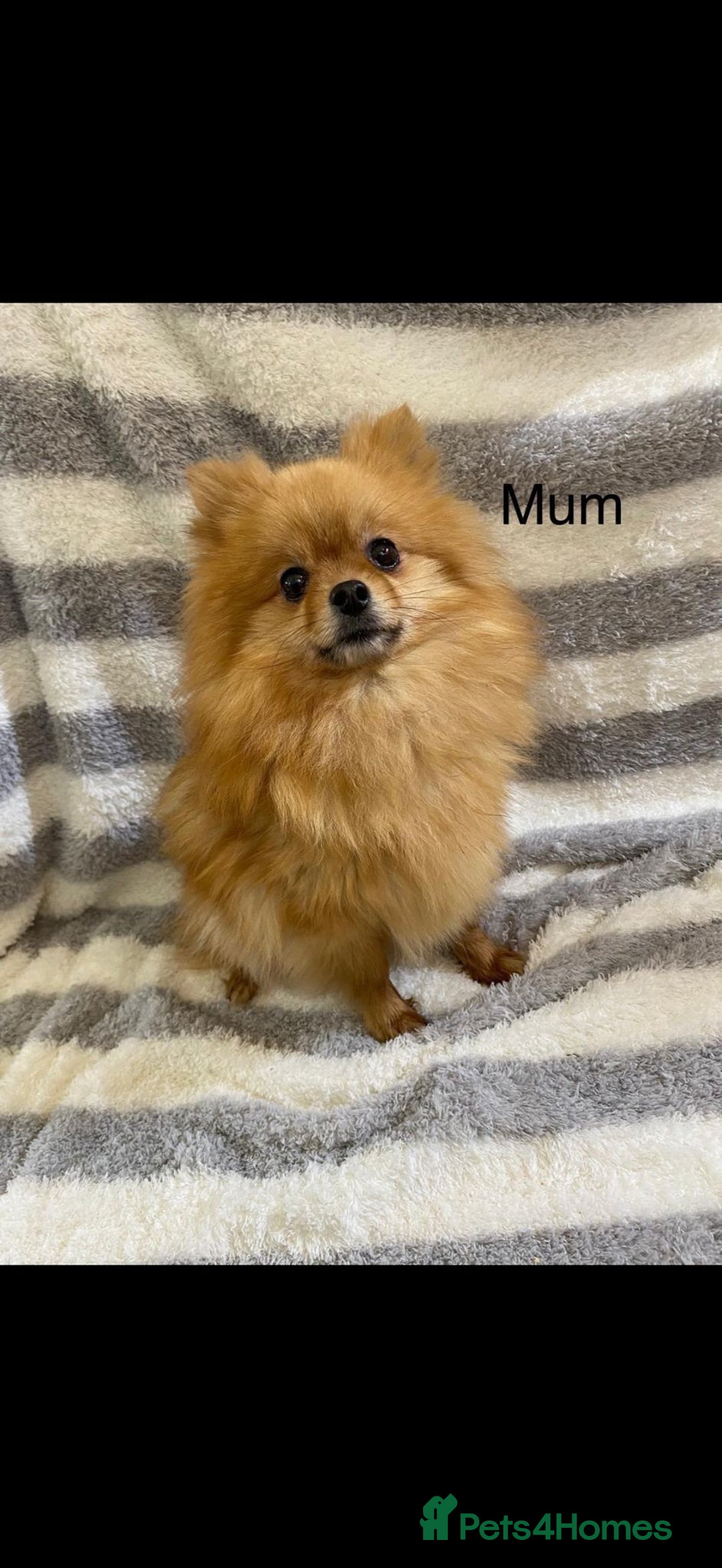 Pomeranian dogs for sale: Puppies Ready for new homes  - Advert 32