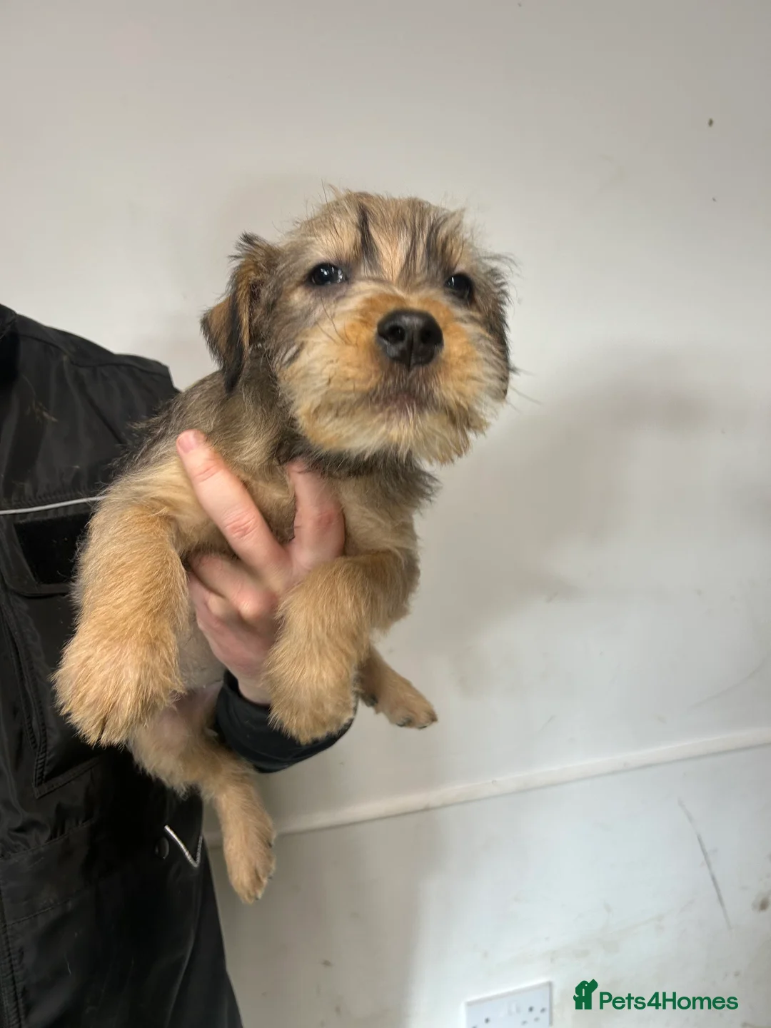 Soft Coated Wheaten Terrier dogs for sale: Traditional Irish Wheaten Terriers  - Advert 15