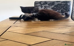 Norwegian Forest Cat cats for sale: Norwegian forest X kittens  - Image 6