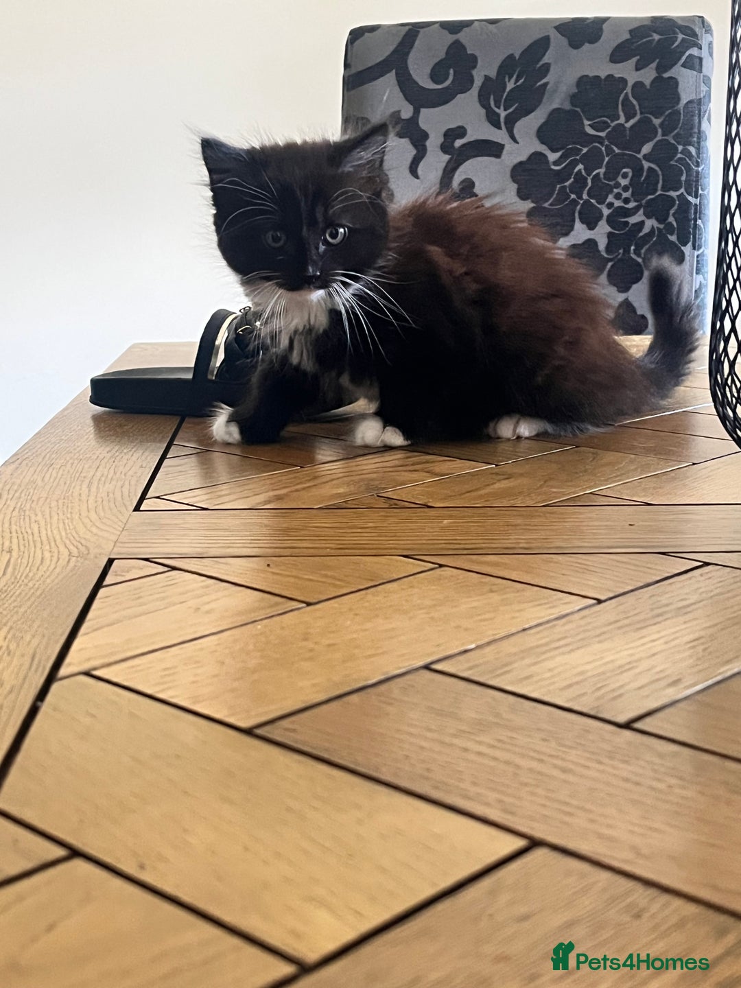 Norwegian Forest Cat cats for sale: Norwegian forest X kittens  - Image 6