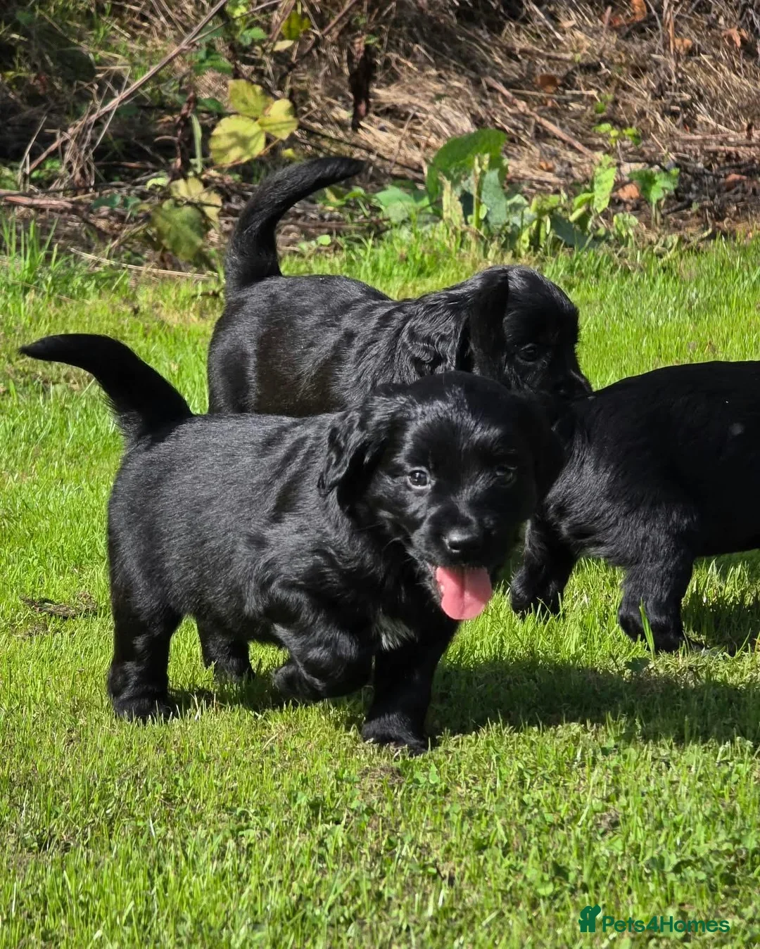 Mixed Breed dogs for sale: UNIQUE LITTER,GOLDEN RETRIEVER X ESS,GORGEOUS PUPS - Advert 1