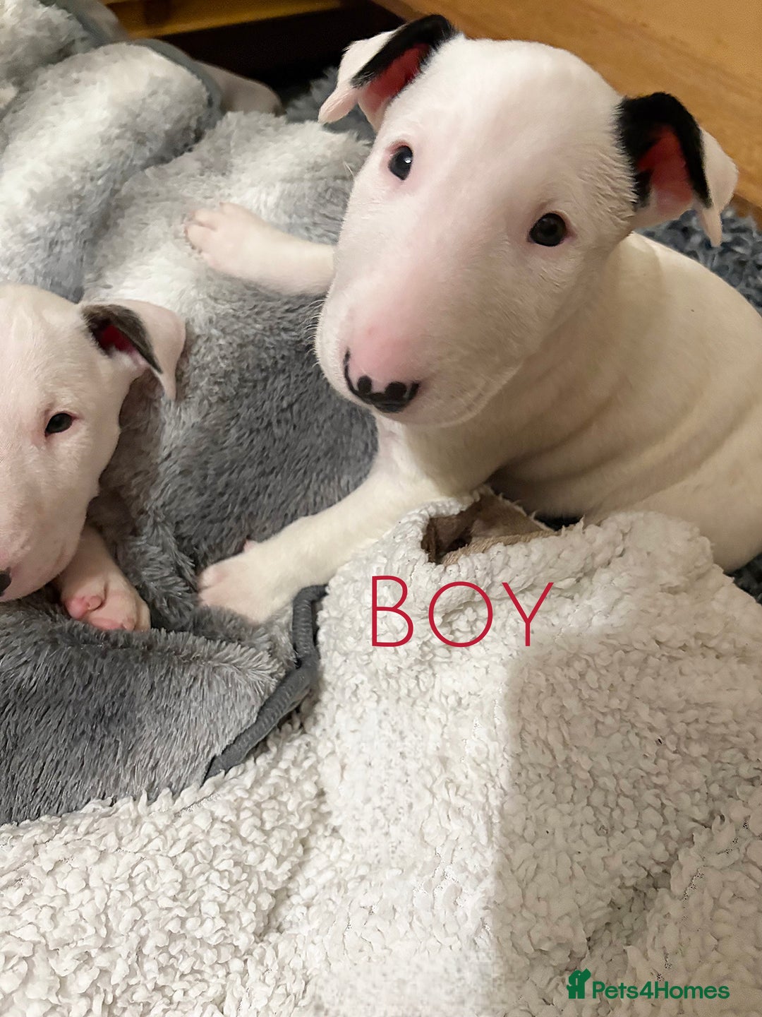 English Bull Terrier dogs for sale: ⭐️Ready Now ⭐️KC Champion EBT Pups ⭐️ - Advert 27