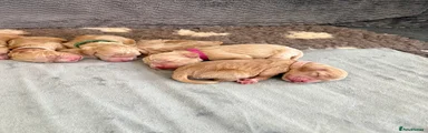 Puppy Light Pink