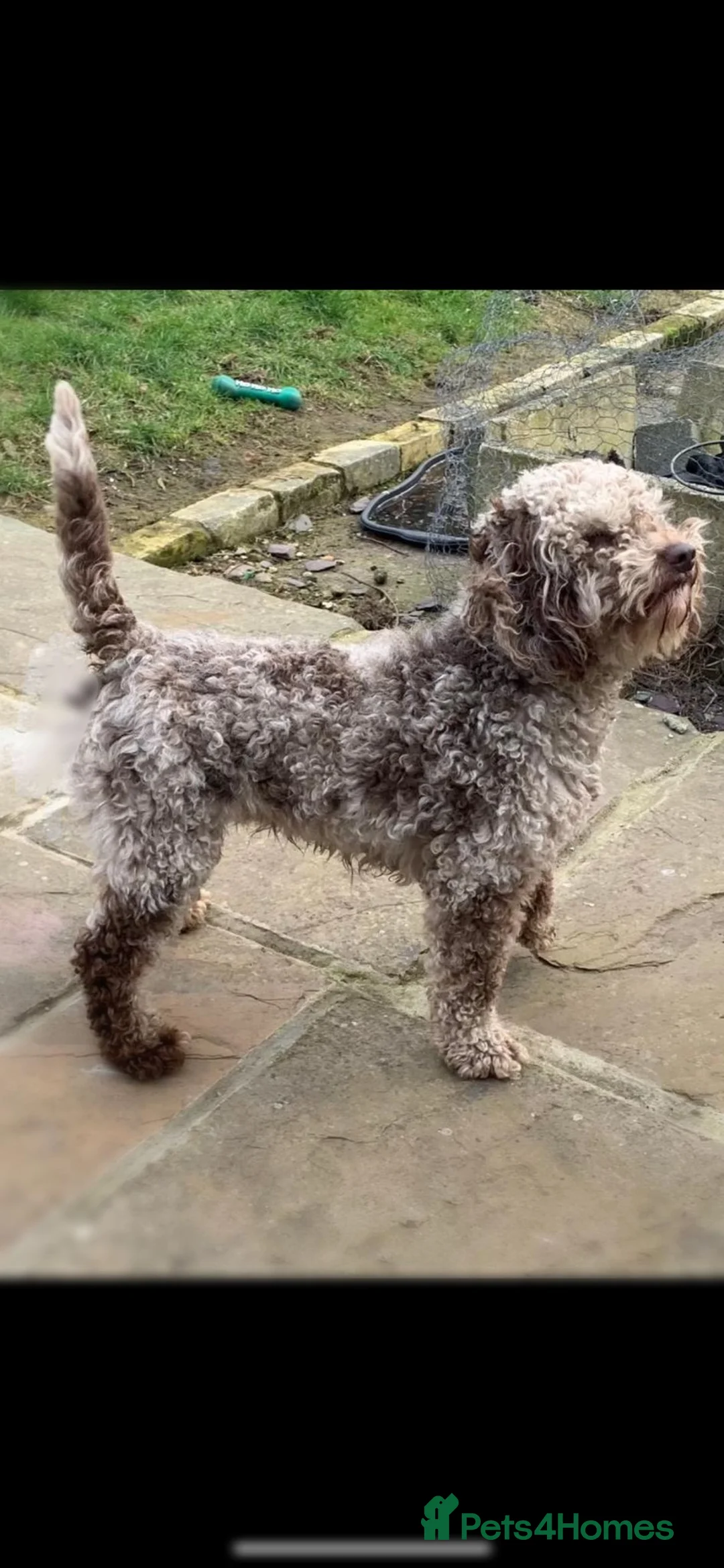 Cockapoo dogs for stud: MERLE F1b MINIATURE COCKAPOO at stud in Rowlands Gill - Advert 2