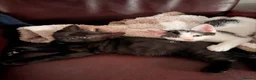 Mixed Breed cats for sale: 2 mix breed boys  in Atherstone - Advert 7