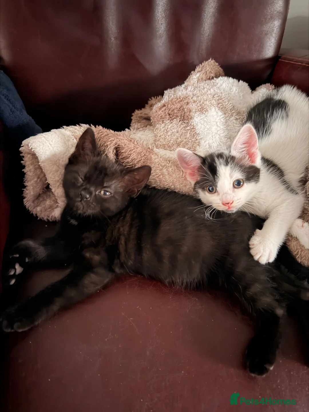 Mixed Breed cats for sale: 2 mix breed boys  in Atherstone - Advert 7