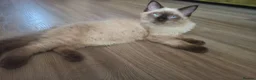 Ragdoll cats for sale: 2 beautiful fluffy ragdoll kittens - Advert 15