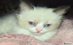 Ragdoll cats for sale: Ragdoll kittens  - Image 5
