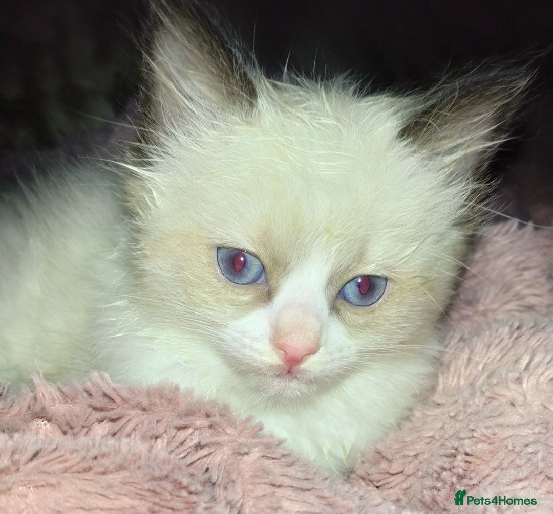 Ragdoll cats for sale: Ragdoll kittens  - Image 5
