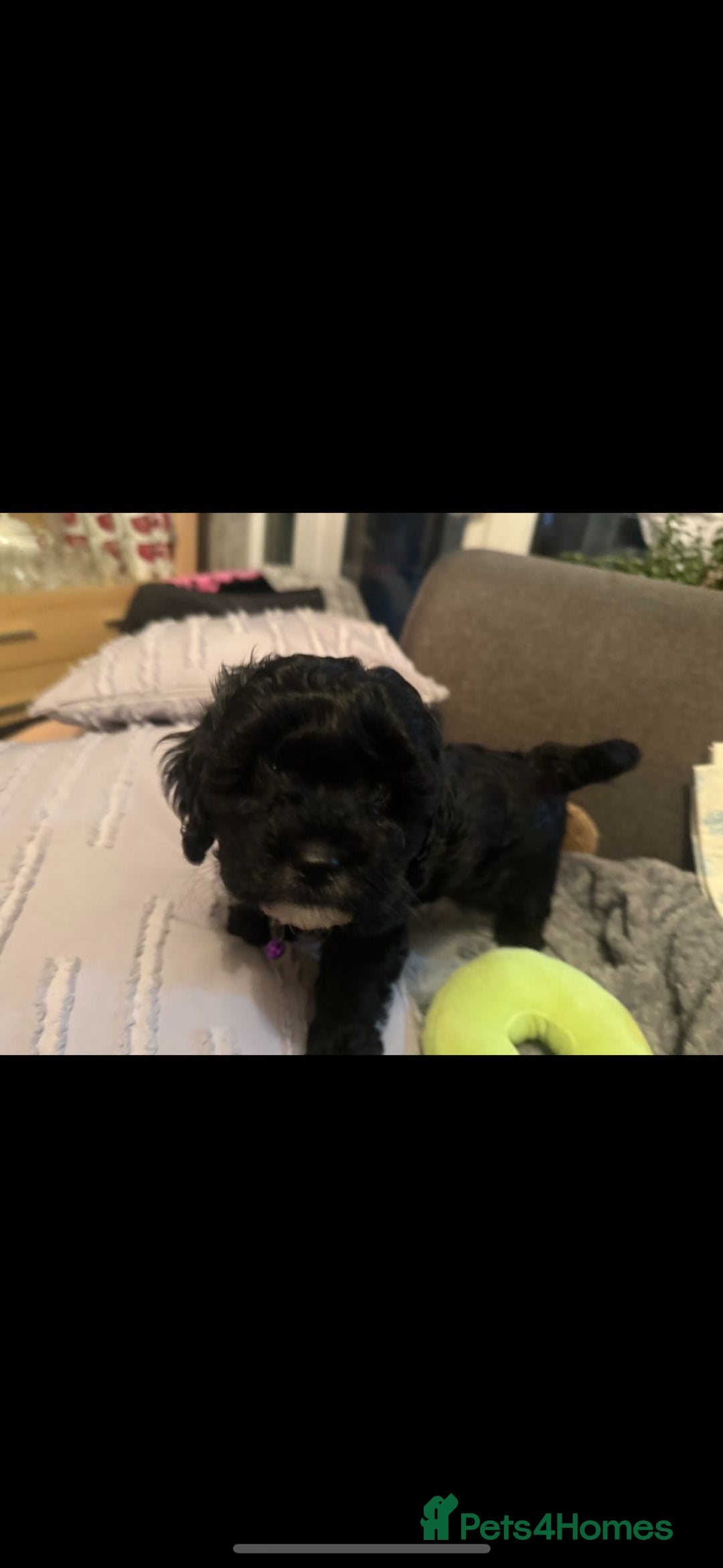 Shihpoo dogs for sale: SHIHPOO PUPPPIES - Advert 3