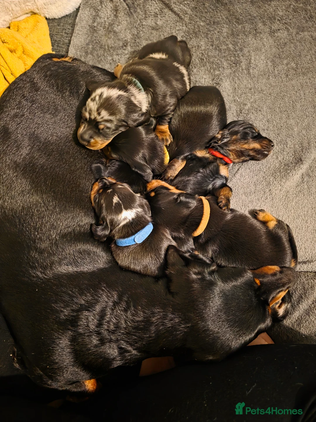 Dachshund dogs for sale: Lovely mini dachshund puppies  - Advert 1