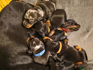Dachshund dogs Lovely mini dachshund puppies - Advert 1