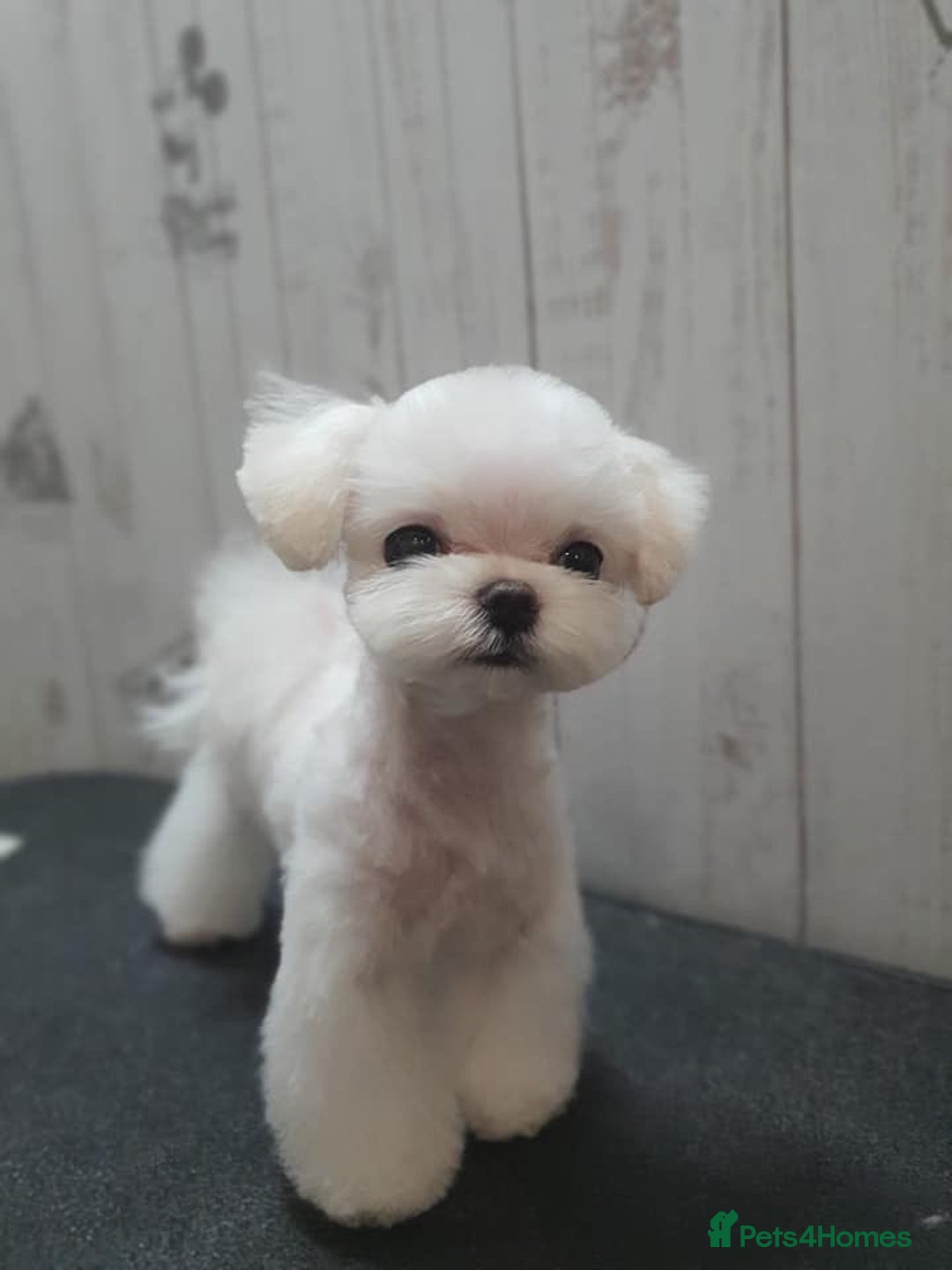 Maltese dogs for sale: Gorgeous Tiny Maltese Puppies - Advert 18