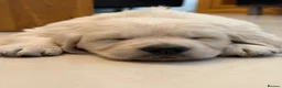 Golden Retriever dogs for sale: Stunning Goldens-Parents are School Wellbeing dogs - Advert 2