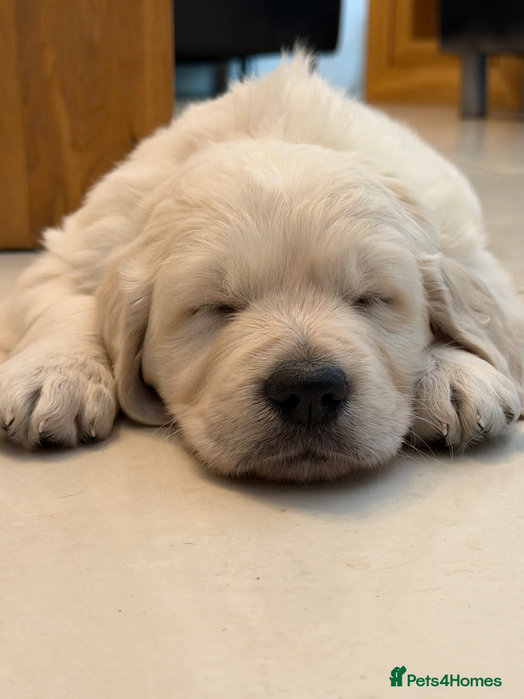Golden Retriever dogs for sale: Stunning Goldens-Parents are School Wellbeing dogs - Advert 2