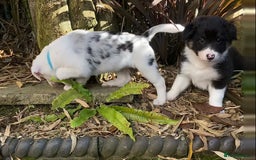 Border Collie dogs for sale: Beautiful Blue Merle collie  - Image 10