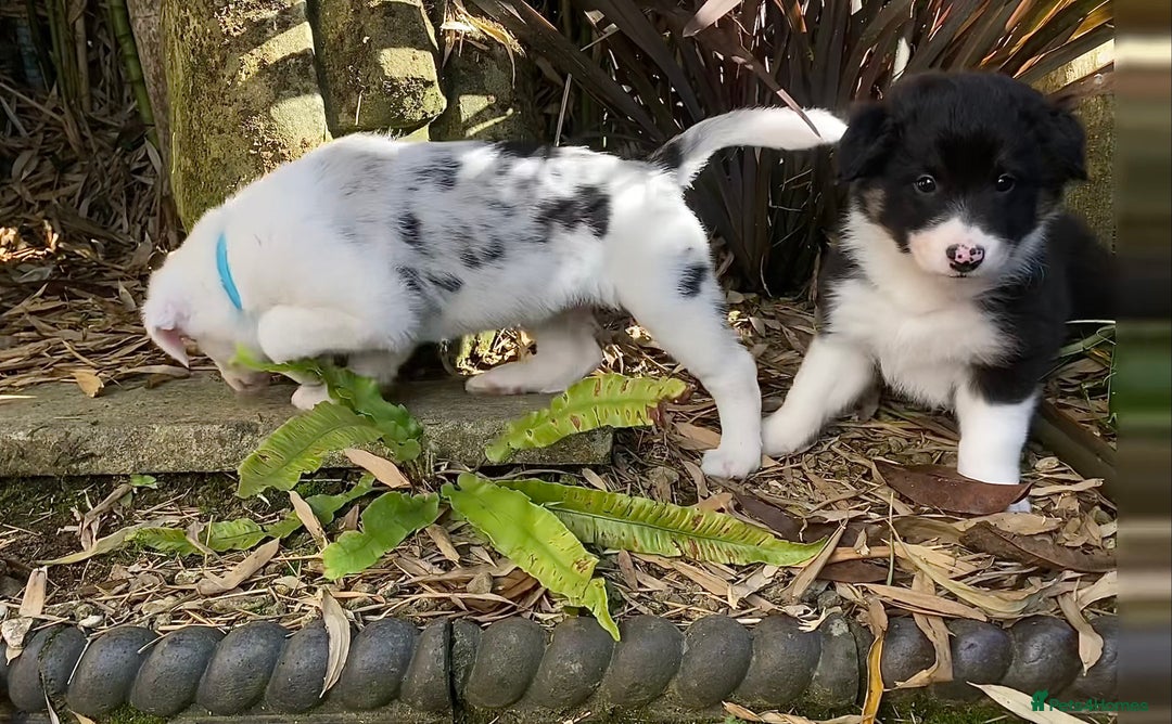 Border Collie dogs for sale: Beautiful Blue Merle collie  - Image 10
