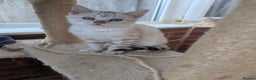 Bengal cats for sale: Bengal Kittens Purebreed Ready to Leave - Advert 17