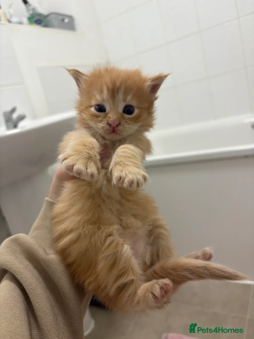 Maine Coon cats for sale: TICA registered Maine coon kittens - Advert 7