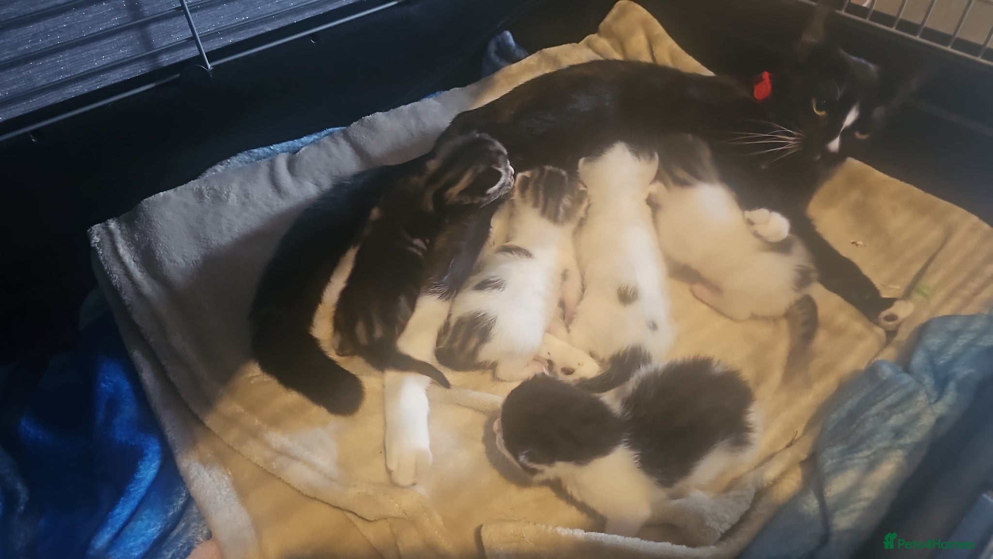 Domestic Shorthair cats 6 baby kitten looking for forever homes. - Advert 2
