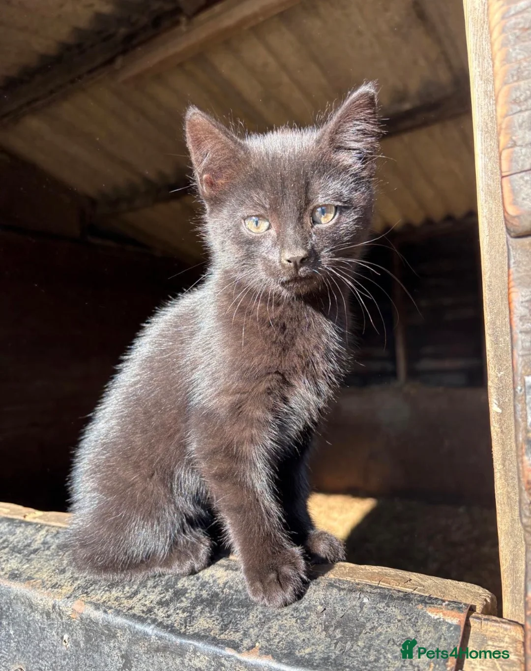 Mixed Breed cats for sale: Perfect farm cats in Peterborough - Advert 1