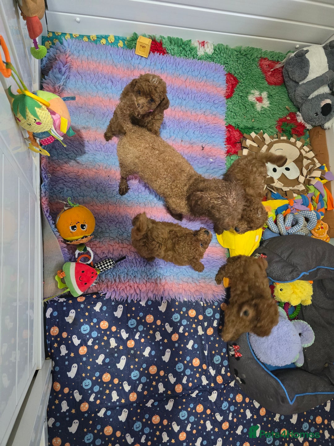 Toy Poodle dogs for sale: Kc reg deep red toy poodle council licensed  - Image 8