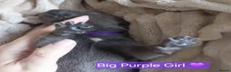 Staffordshire Bull Terrier dogs for sale: Blue and White staffy pups for sale in Salford - Advert 27