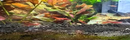 Plecos fish for sale: FREE JUVENILE PLECOS - Advert 7