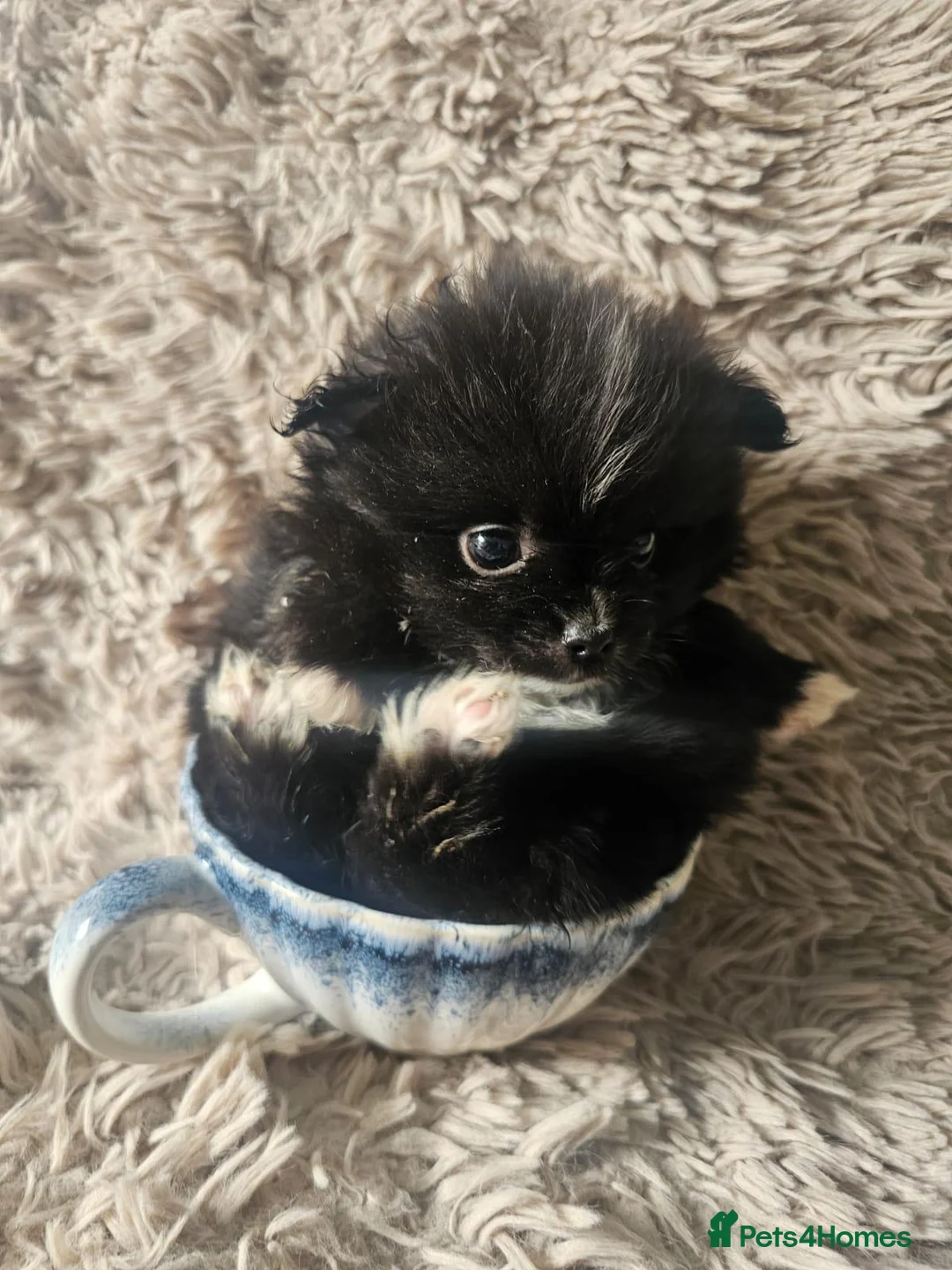 Pomeranian dogs for sale: Beautiful Pomeranian 🥰 in Mansfield - Advert 22