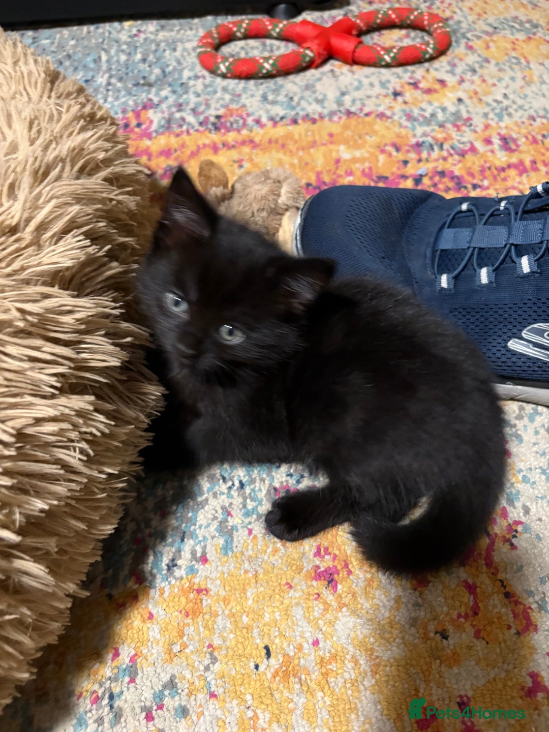 Domestic Shorthair cats for sale: 1 male black (ghost tabby) kitten - Image 3