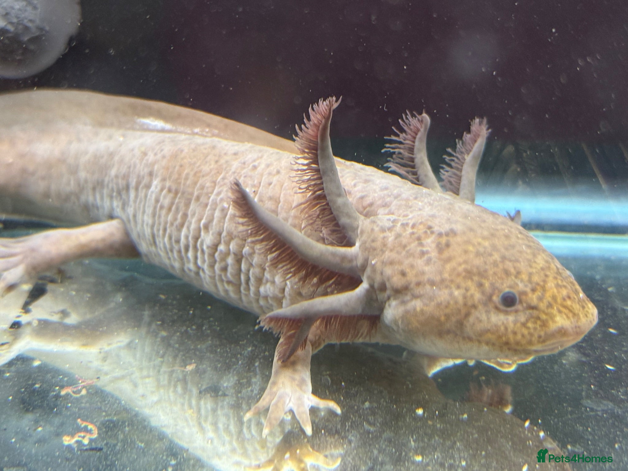 Axolotl reptiles Axolotl juveniles - Advert 6