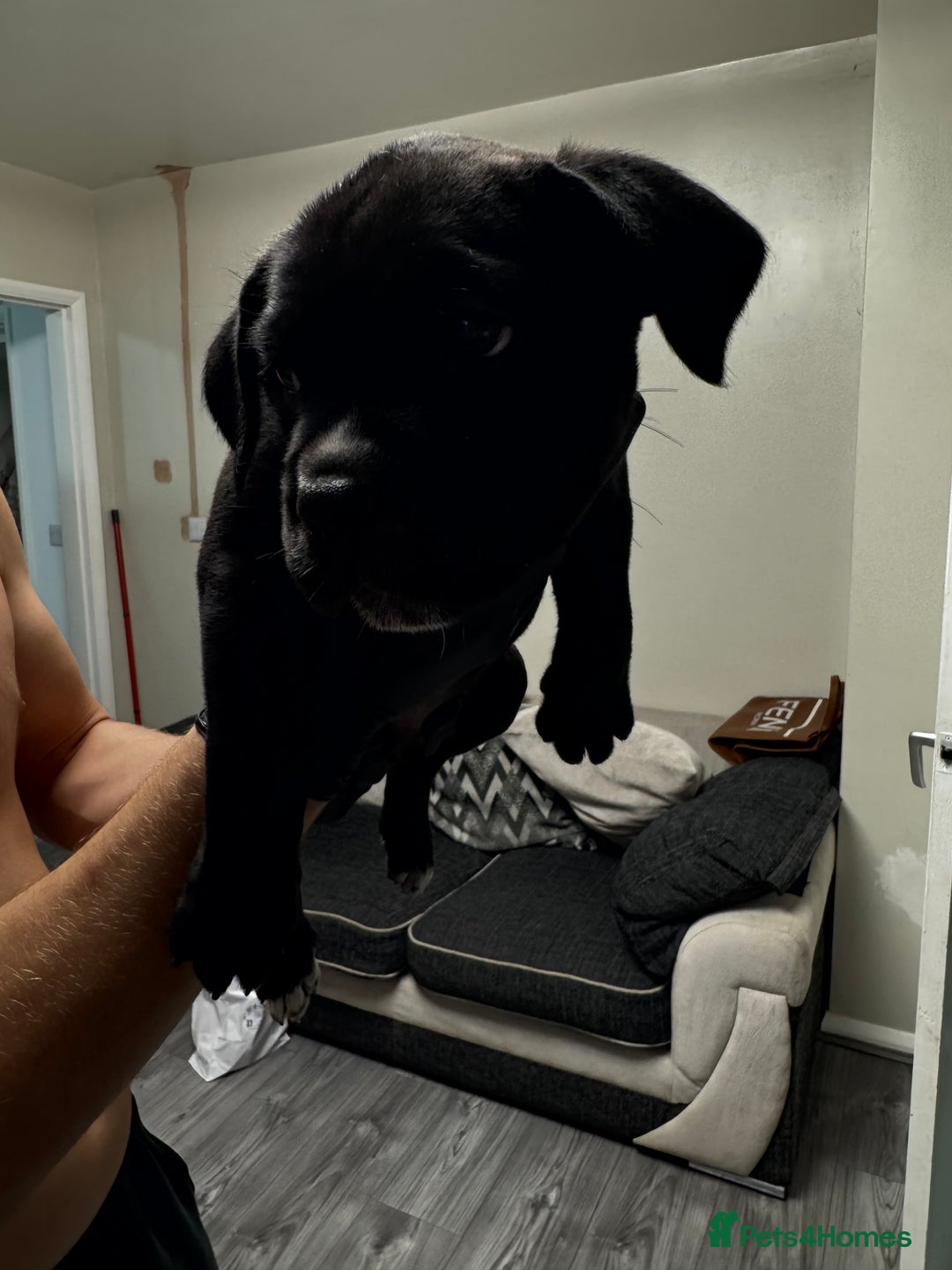 Mixed Breed dogs for sale: 7 beautiful puppies for sale - Image 16