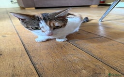 American Wirehair cats for sale: Female calico cat  - Image 3