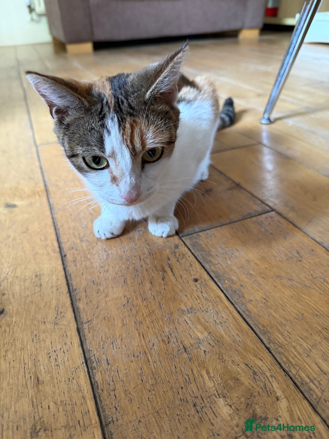American Wirehair cats for sale: Female calico cat  - Image 3